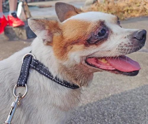 Vista 3 de Collar reflectante para perro, collar de perro con lazo para perros de 20 a 38 libras, collares de nailon con acolchado suave para entrenamiento