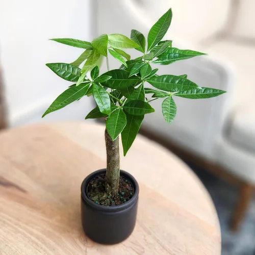 Vista 2 de Planta de Árbol de Dinero Viva, Árbol de Dinero Pachira Aquatica, Árbol de Dinero Feng Shui Pachira Aquatica, Planta Pachira Bonsai en Maceta