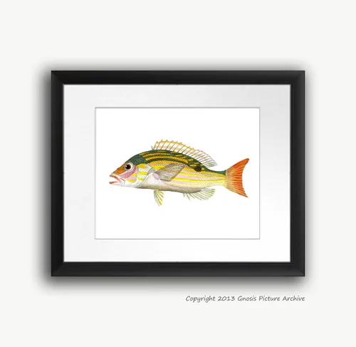 Vista 7 de Juego de 4 impresiones artísticas de peces tropicales sin marco, color arco iris, decoración de baño de playa y pescado_4A