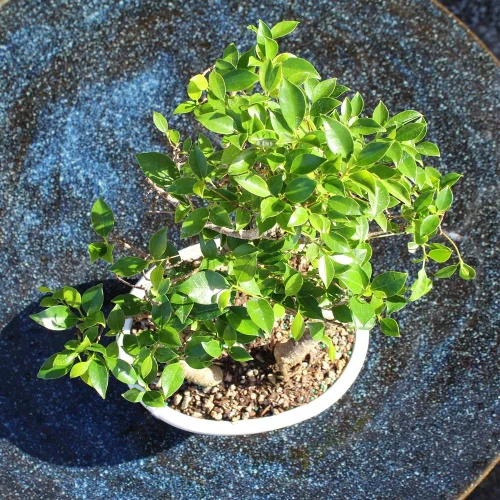 Vista 11 de Brussel's Bonsai - Árbol bonsái para interiores, M Live Ficus - Árbol bonsái de interior, maceta de cerámica, 7 años, fácil cuidado, listo