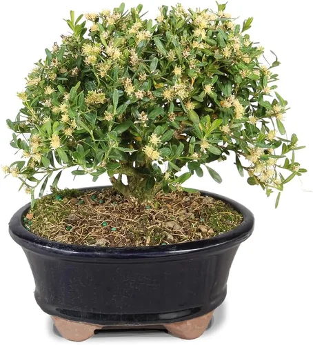 Vista 3 de Brussel's Bonsai - Árbol bonsái para interiores, S