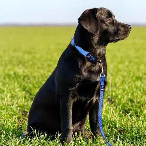 Vista 3 de Collar de perro ajustable de Hamilton, 3/8 pulgadas, Negro