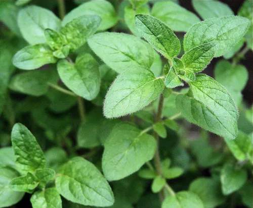 Vista 7 de Semillas de mejorana dulce sin OMG hierbas para plantar 1000 semillas