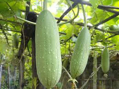 Vista 4 de Semillas de calabaza Luffa, semillas de esponja de calabaza Luffa, 100 semillas, sin OMG, cultiva tus propias calabazas Luffa y descubre aún más
