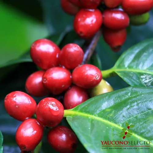 Vista 2 de Yaucono Selecto Gourmet - Café en grano entero, tostado medio oscuro, bolsa de 2 libras 100% Arábica, edición limitada, cuerpo cremoso, matices