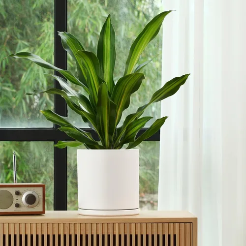 Vista 2 de Kazeila Macetas de cerámica para plantas de interior y exterior, flores, 10 pulgadas, blanco mate, maceta cilíndrica grande con platillo y orificio