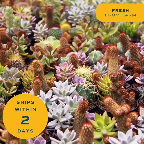 Vista 7 de Costa Farms - Suculentas Haworthia, planta de interior viva, con raíz, 6 pulgadas de alto, en maceta cultivadora, paquete de 3