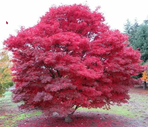 Vista 2 de Planta viva de arce rojo japonés, árbol de 1 a 2 pies de alto en maceta de 3 pulgadas, arce rojo enano ornamental al aire libre para paisajismo