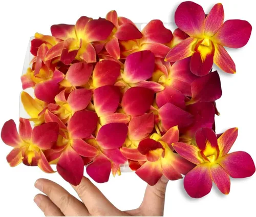 Vista 11 de Flores frescas cortadas de Miami OrchidClub USA por Sunne Tropical DIY Lei, decoración de alimentos y bebidas (50 blanco)