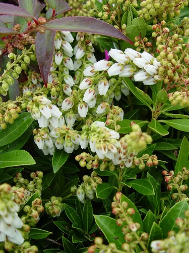 Vista 3 de Pieris jap. 'Cavatine' (Cavatine Dwarf Andromeda) Evergreen, #2 - Contenedor