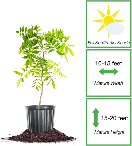 Vista 2 de Perfect Plants Enredadera de glicina colgante amatista 1 galón Arbusto vivo para plantación al aire libre Enredaderas de rápido crecimiento