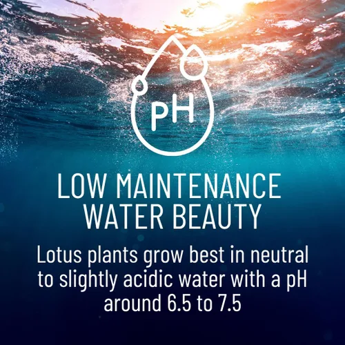 Vista 4 de Lotus Seeds (paquete de 10) – Loto de agua acuática para plantar – Cultivar en estanque Koi, cuenco o contenedor – Planta de jardín de agua