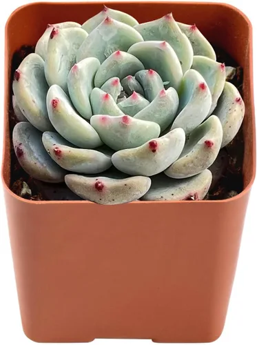 Vista 15 de Plantas suculentas vivas de 2", Aeonium 'Superbang', suculentas mini en maceta, planta de interior de fácil cuidado, regalos únicos, decoración