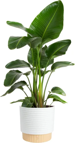 Vista 10 de Costa Farms White Bird of Paradise - Planta de interior viva, Strelitzia nicolai, planta tropical extra grande de 4 a 5 pies de alto, planta