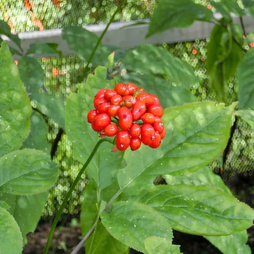 Vista 7 de 50 Semillas Ginseng Americano Semillas Preciosos Materiales Medicinales Ginseng Salvaje