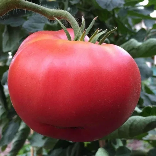 Vista 3 de Semillas de tomate Ponderosa Roja de 100 Conte,marca "COOL BEANS N SPROUTS". Heirloom. No-OMG. Jardinería en casa.