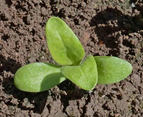Vista 4 de Semillas de flores de caléndula, mezcla de belleza pacífica, paquete de 2,000 semillas por Seeds2Go