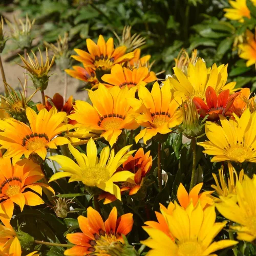 Vista 5 de 300 semillas de Gazania de mezcla perenne, semillas de cobertura del suelo perennes al calor, tolerantes a la sequía, flores silvestres
