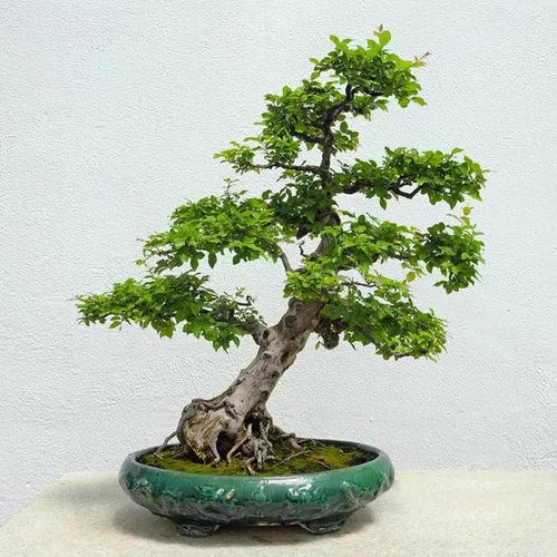 Vista 6 de 5 olmos chinos vivos de 6 a 12 pulgadas Olmo de rápido crecimiento para filas límites y paisajismo de jardín Planta de exterior fácil de cultivar
