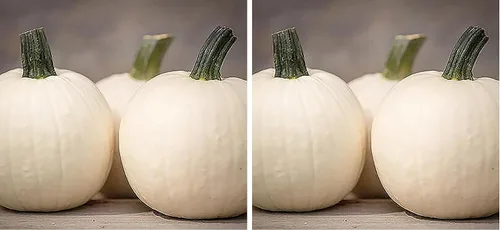 Vista 6 de Semillas de Calabaza Shiver - Reliquia - 10 Semillas