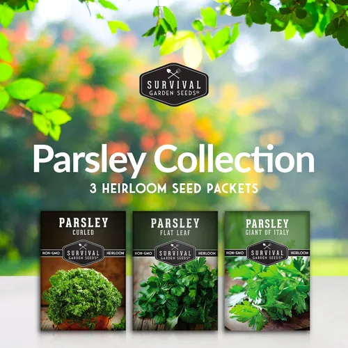 Vista 2 de Colección de semillas de perejil – 3 variedades: semillas de perejil italiano, rizadas, de hoja plana para plantar en interiores o exteriores