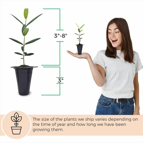 Vista 3 de Olivo Arbequina (paquete de 4) Real Olea Europaea Plantas fáciles de cultivar Gran regalo para celebraciones Cultiva tu propia comida en tu