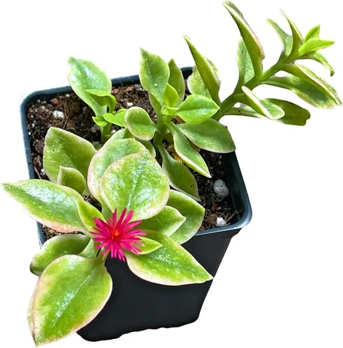 Vista 2 de Plantas vivas de USKC (maceta de 2.6 pulgadas de ancho x 3.4 pulgadas de alto) (Aeonium Sunburst)