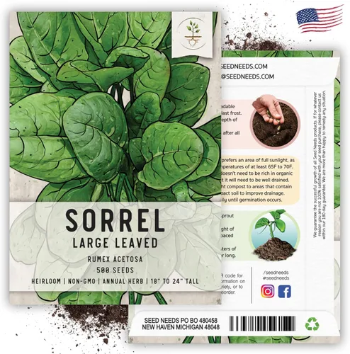 Vista 6 de Seed Needs, Semillas de acedera de hoja grande, 500 semillas tradicionales para plantar Rumex acetosa, hierba medicinal o culinaria sin OMG y sin