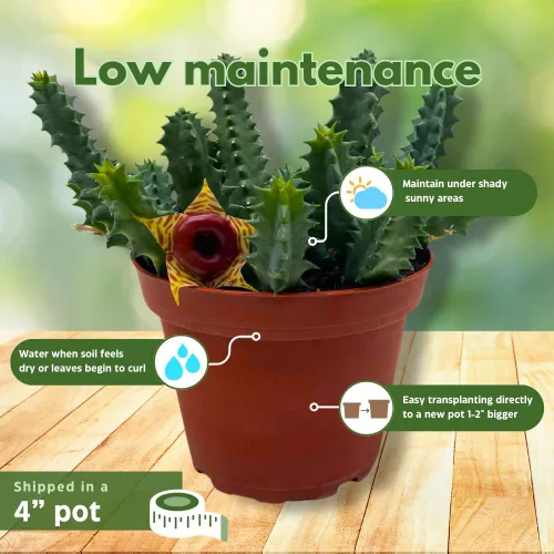 Vista 5 de BubbleBlooms Salvavidas Huernia Zebrina, Starfish Stapelia Cactus, vive en una maceta de 4 pulgadas