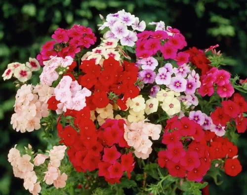Vista 5 de Drummond's Phlox Mix Seeds Flores anuales para plantar 100 semillas sin OMG