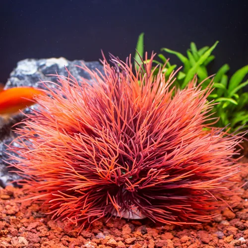 Vista 4 de Decoraciones de peceras para acuario, decoración artificial de plástico (negro rojo)