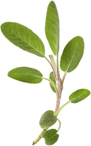 Vista 7 de Hoja ancha de salvia (50 semillas)