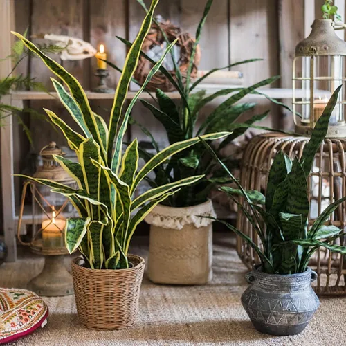 Vista 6 de Beebel Sansevieria - Plantas artificiales de serpiente con maceta de plástico negro, plantas falsas perfectas de agave artificial en maceta
