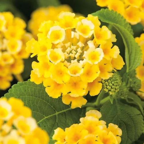 Vista 2 de 250 semillas de Lantana - Flores degradadas multicolor, arbustos de jardín tolerantes al calor y a la sequía, floración larga y bajo mantenimiento