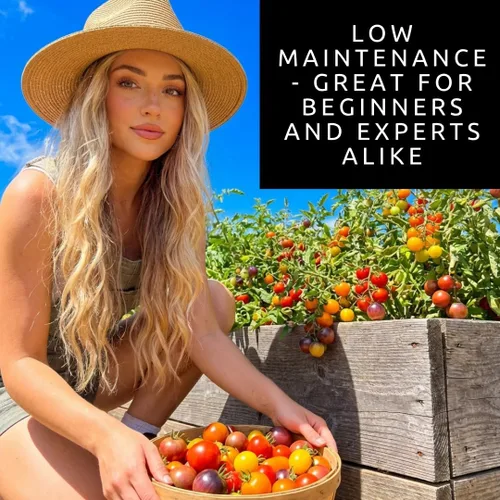 Vista 6 de Semillas de tomate cereza arcoíris para plantar, más de 100 semillas de reliquia, tomates pequeños multicolores, plantas aptas para contenedores