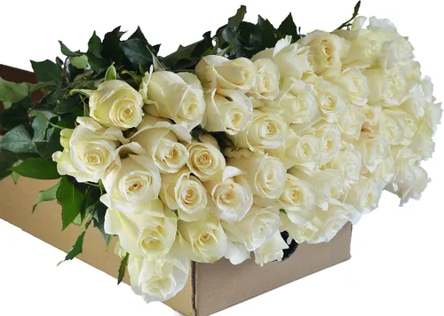 Vista 4 de Blooms2Door - 25 Rosas Rosadas (Fresco - 19.7 in) - Flores Frescas para Cumpleaños, San Valentín y Día de la Madre