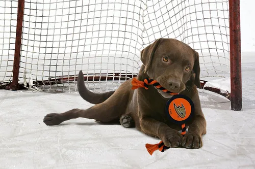 Vista 2 de Juguete de goma First Dog Puck – Cuerda de tiro resistente para perros y gatos – Juega hockey con tu mascota – Juguete con licencia de los Anaheim