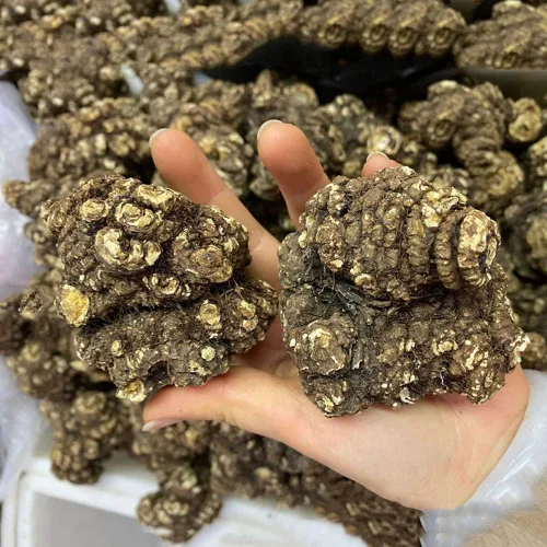 Vista 3 de Rhizoma CHUANXIONG Chuanxiong Ligusticum Chuanxiong Hort Medicina tradicional china Chuanqiong Sichuan Dome, chuanxiong rizoma; Rhizoma Ligustici