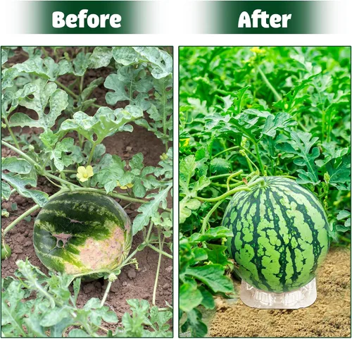 Vista 4 de 30 piezas de plástico para melón soporte de sandía transparente, soporte de melón, soporte de melón, soporte de melón, estante de protección