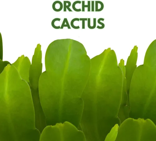 Vista 2 de BubbleBlooms Epiphyllum Orchid Cactus en una maceta de 4 pulgadas Disocactus ackermannii