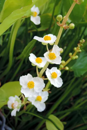 Vista 3 de 500 White Broadleaf Arrowhead Sagittaria Latifolia Pond Wetland Flower Seeds
