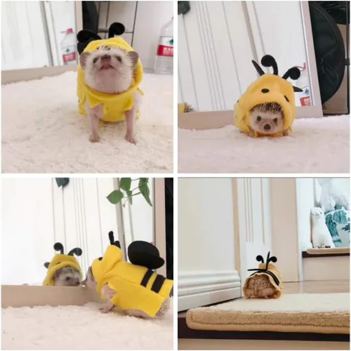 Vista 7 de HAICHEN TEC Ropa de erizo, disfraz de abeja, ropa de animal pequeño, material de forro polar, sudadera con capucha de erizo hecha a mano, accesorios