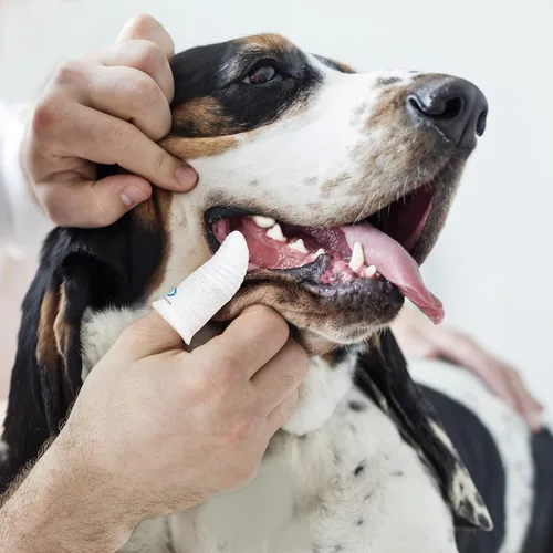 Vista 6 de Cepillo de dientes para mascotas para perros pequeños a grandes, gatos, cepillo de dientes suave de alto grado, limpieza oral de dientes, cuidado