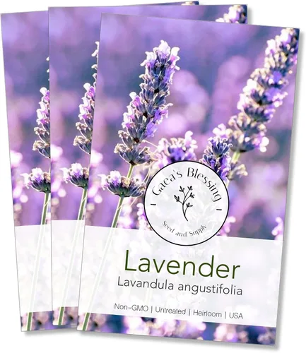 Vista 8 de Gaea's Blessing Semillas – Semillas de lavanda inglesa – Semillas tradicionales sin OMG con instrucciones fáciles de seguir – Vera True Lavender