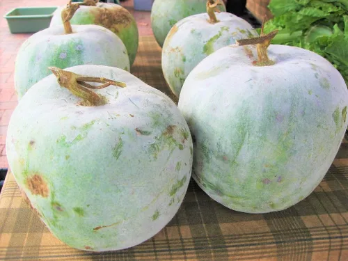 Vista 2 de TomorrowSeeds - Semillas gigantes de melón de invierno - Más de 20 unidades - para plantar 2026 calabaza de cera de ceniza piel blanca chino Dong