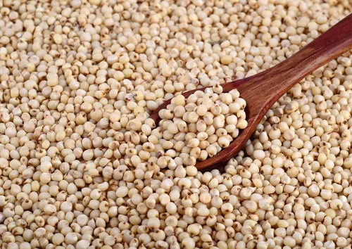 Vista 4 de Food to Live Sorgo de grano entero orgánico sin gluten, 1 libra - Granos blancos sin transgénicos. Semillas milo. Vegano, Escoba de maíz a granel.