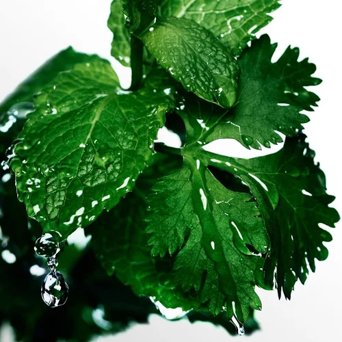Vista 4 de Davidoff Cool Water - Desodorante en espray para hombre, con notas de cilantro, menta, lavanda y ámbar, 5 onzas líquidas