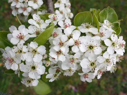 Vista 2 de Bradford Pear, Pyrus calleryana, (Callery Pear) 30 semillas de árbol (colores rápidos y otoñales)