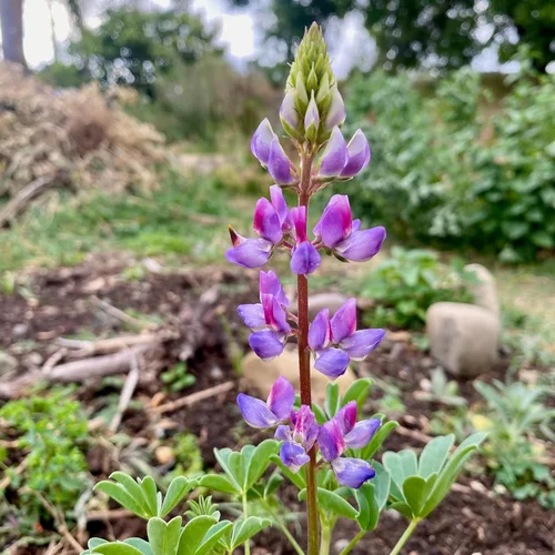 Vista 2 de Plant Good Seed Arroyo Blue Lupine Seeds for Planting: California Native Wildflower, Dark Purple Blossoms - Paquete de 60 semillas