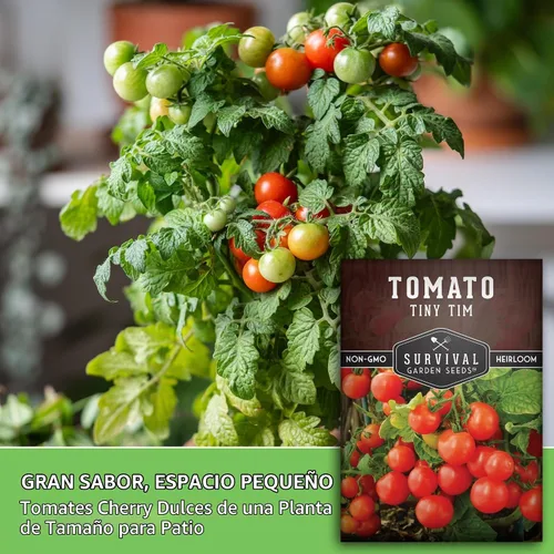 Vista 5 de Tiny Tim Semillas de tomate - Semillas de jardín de supervivencia (paquete de 1) Dwarf Cherry Tomatoes for Planting Indoors or Patio, Compact